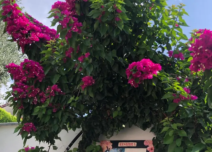 Ayshira Aparts 아파트