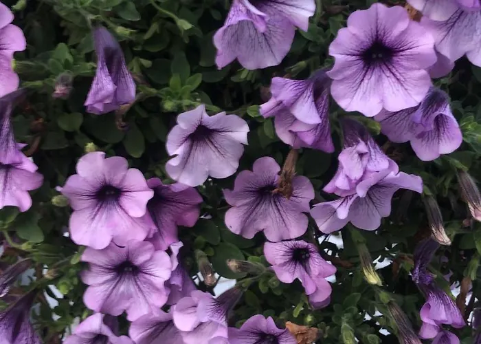 Ayshira Aparts-a 公寓